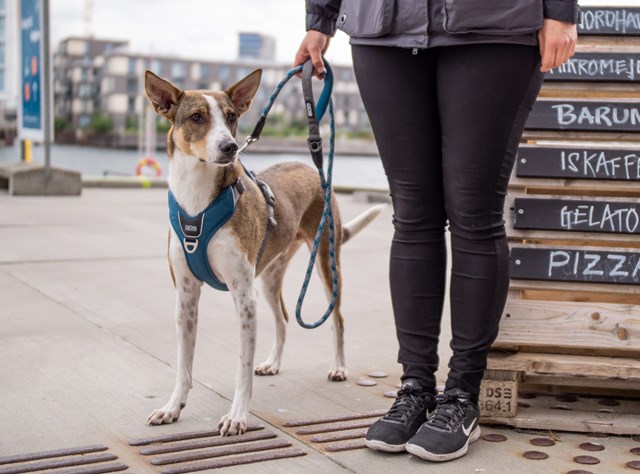 Urban ROPE Leash Hundekobbel - Ocean Blue