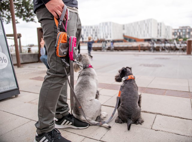 Urban Trail Leash Hundekobbel - Orange Sun