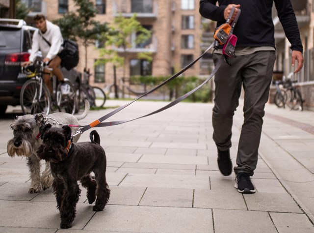 Urban Trail Leash Hundekobbel - Orange Sun