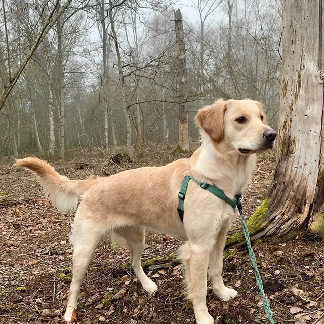 VGW EXTENSION - Antitrekksele - Blå