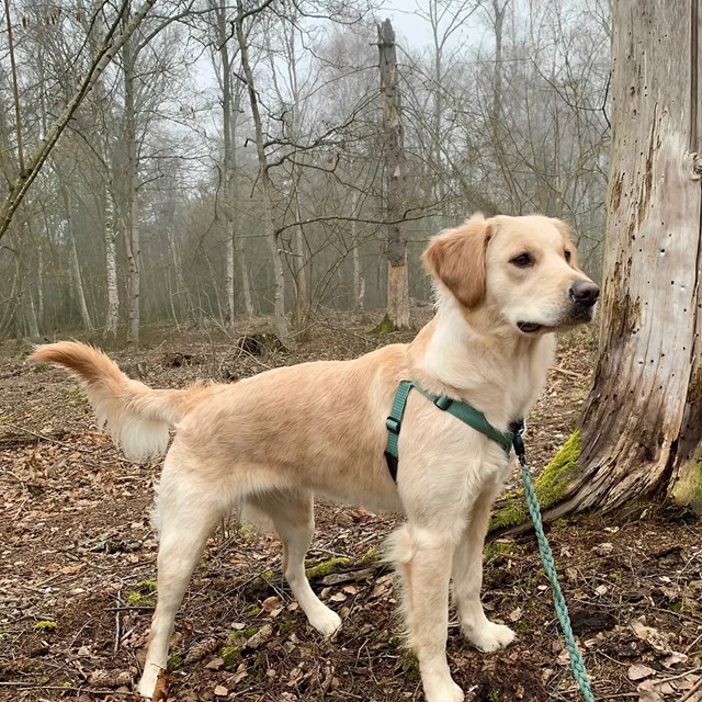 VGW EXTENSION - Antitrekksele - Svart