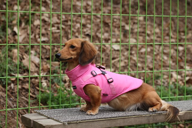 Mountaineer II Pink - Fôret Hundedekken med Integrert Sele