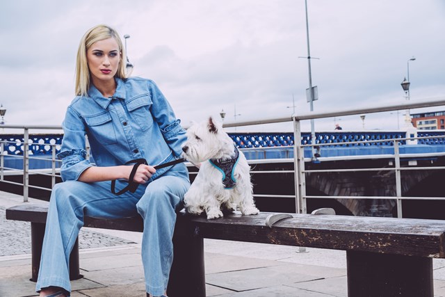 Black & Blue Paisley Hundesele