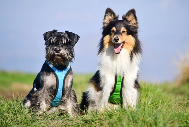 Zero DC Shorter Grønn & Svart