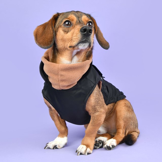 Tomas Svart Hundedekken
